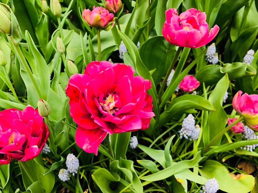 IMG_5542.jpg?type=w966