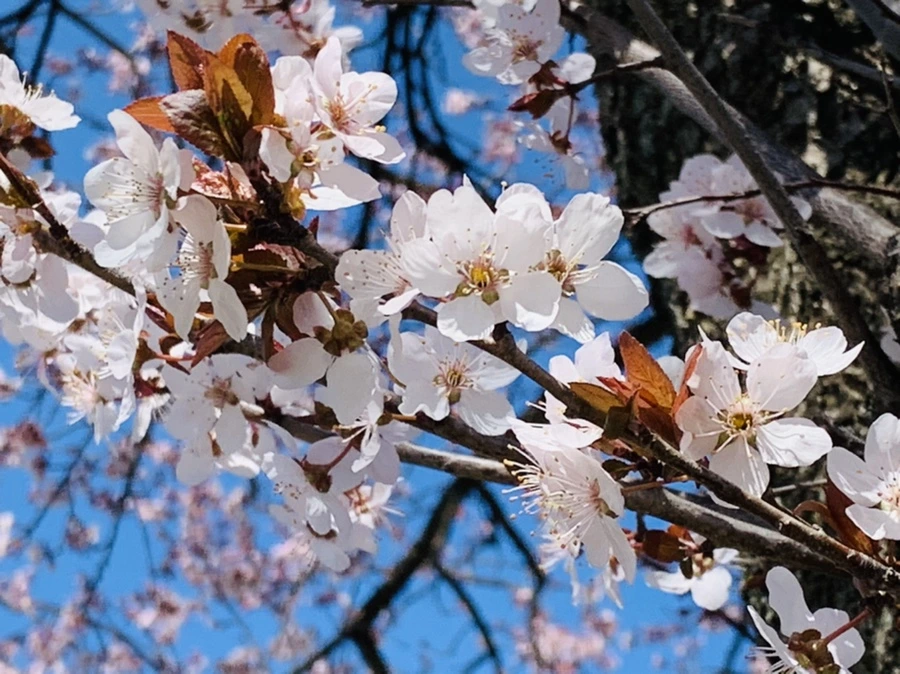 IMG_7723.jpg?type=w966