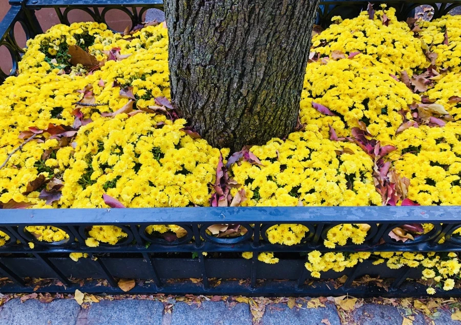 IMG_4991.jpg?type=w966