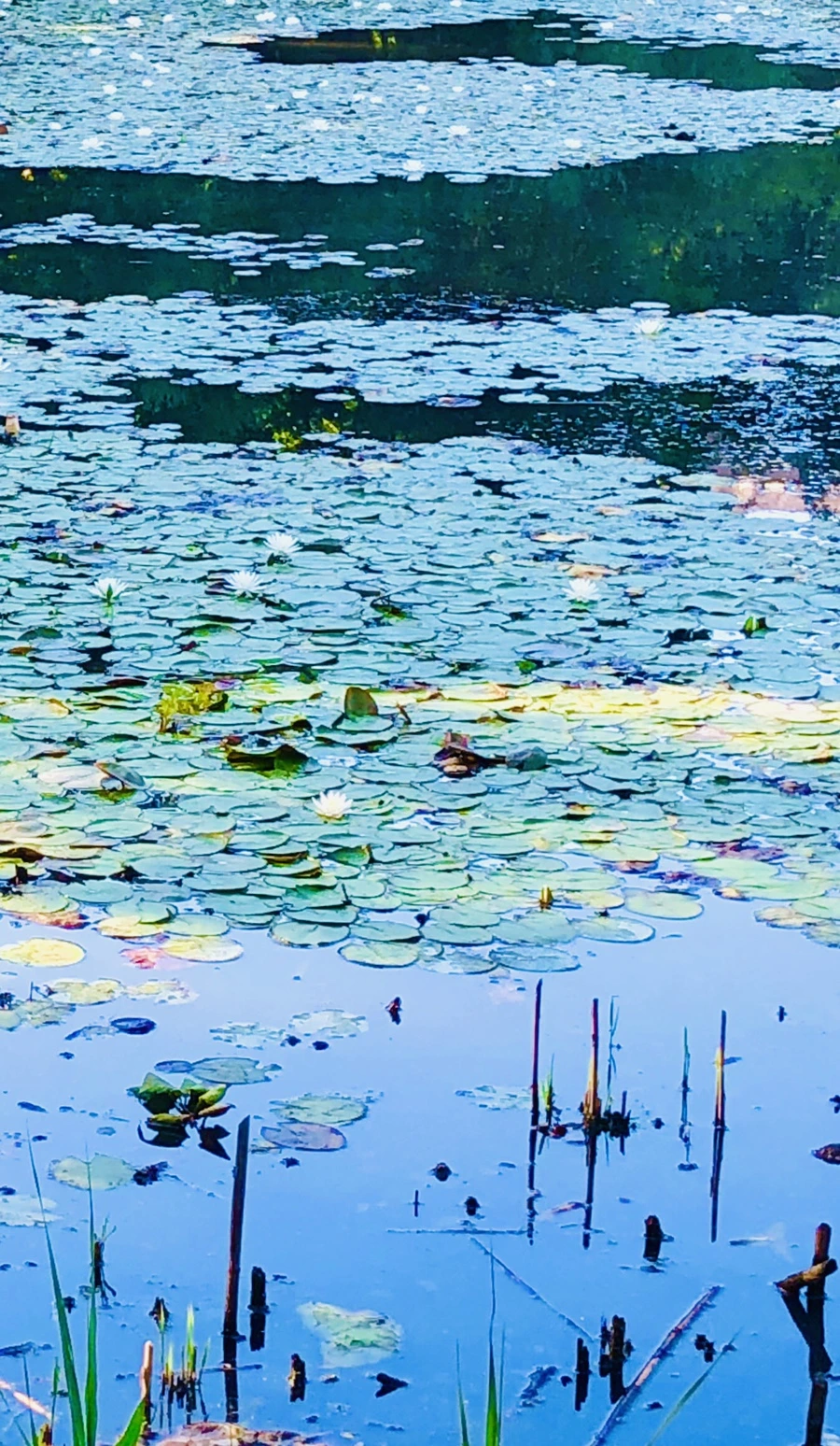 IMG_3865.jpg?type=w966