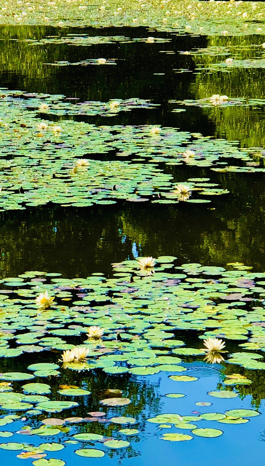 IMG_2334.jpg?type=w966