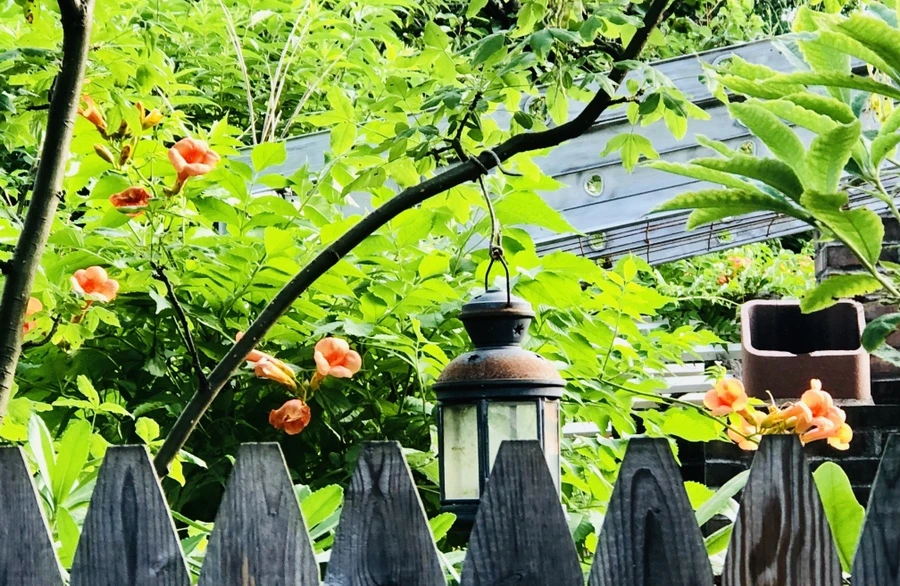 IMG_1372.jpg?type=w966