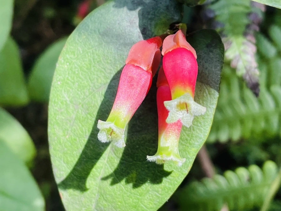 IMG_4479.jpg?type=w966