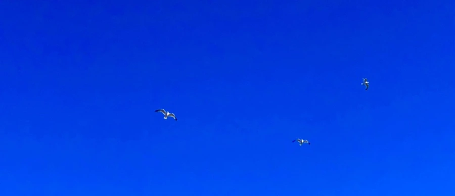 IMG_7860.jpg?type=w966