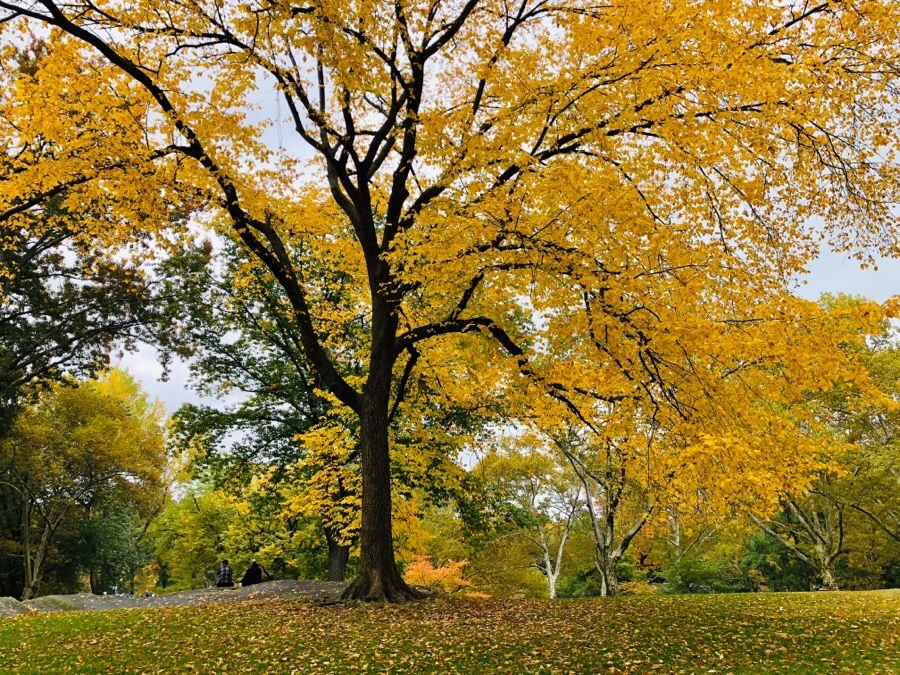 IMG_7266.jpg?type=w966