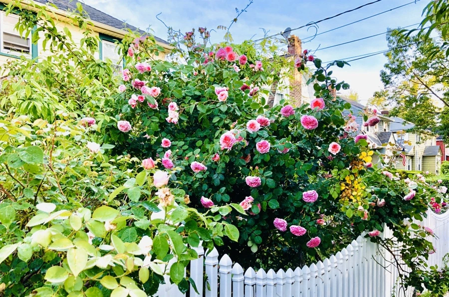 IMG_8078.jpg?type=w966