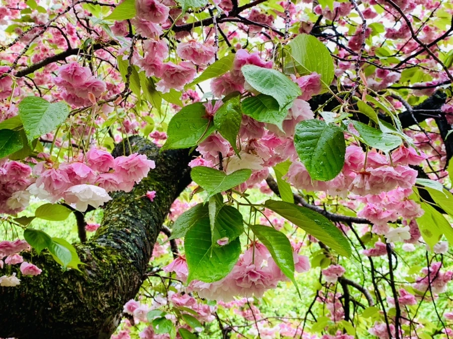 IMG_0152.jpg?type=w966