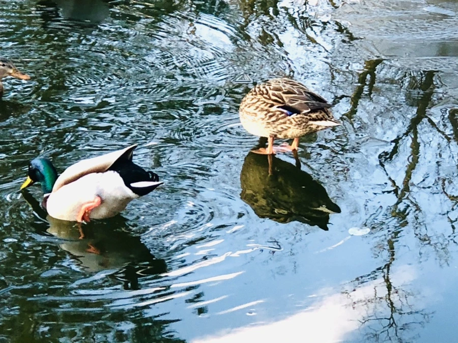 IMG_4933.jpg?type=w966