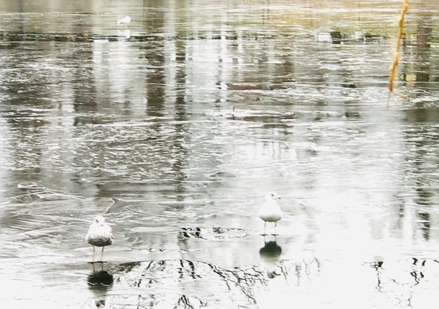 IMG_8982.jpg?type=w966