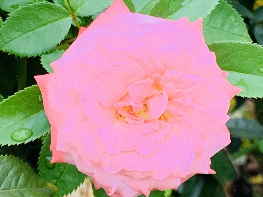 IMG_6916.jpg?type=w966