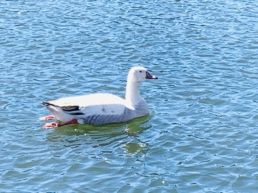 IMG_7606.jpg?type=w966