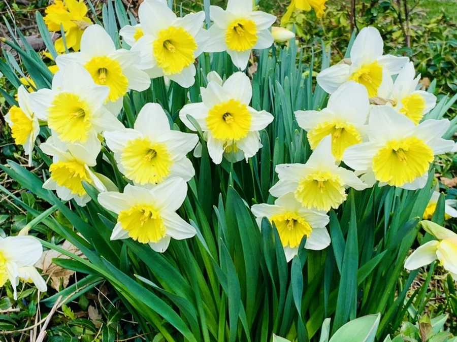 IMG_4293.jpg?type=w966