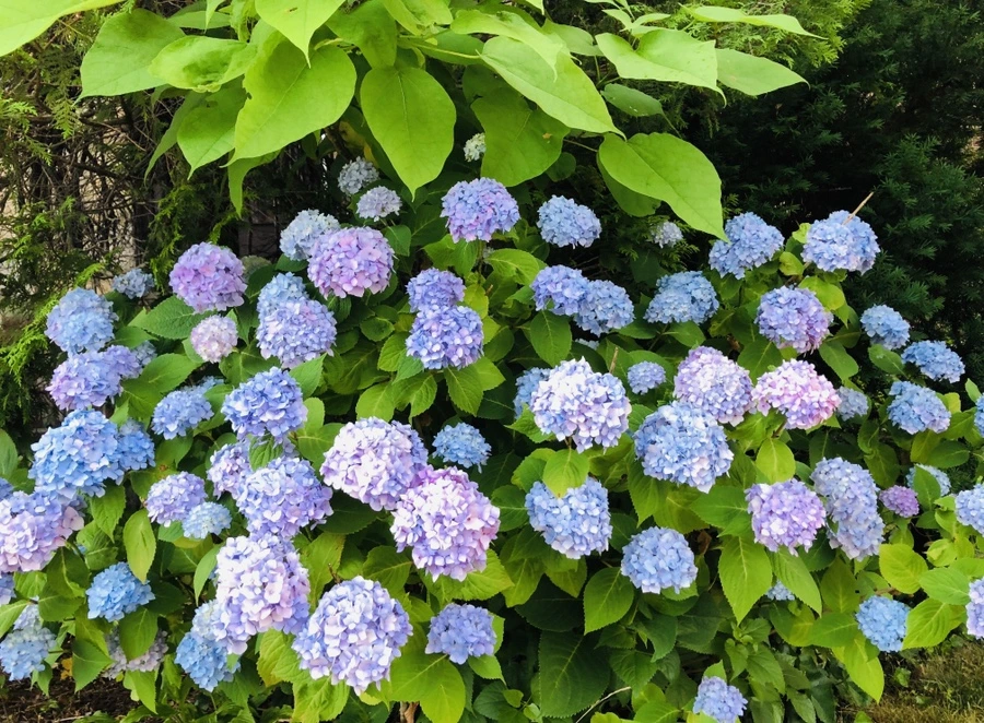 IMG_0515.jpg?type=w966