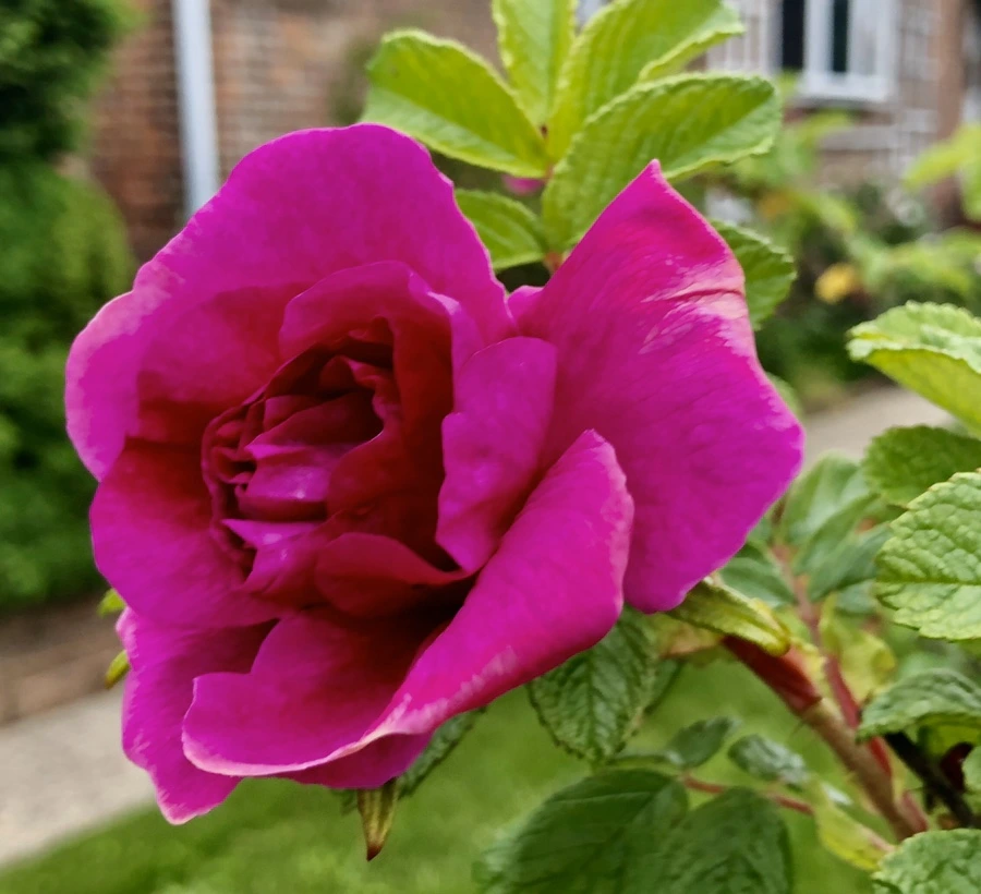 IMG_7376.jpg?type=w966