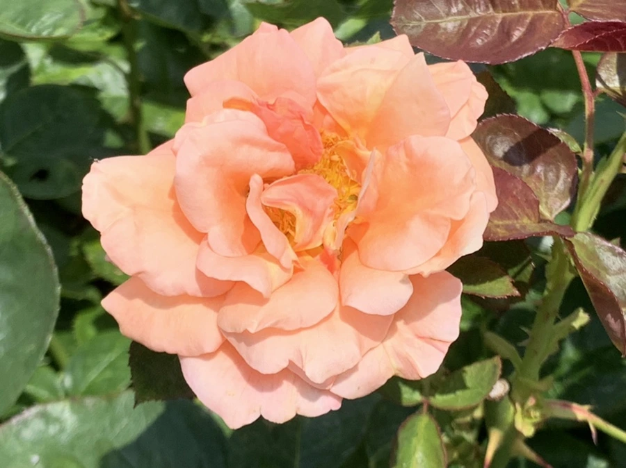 IMG_5471.jpg?type=w966