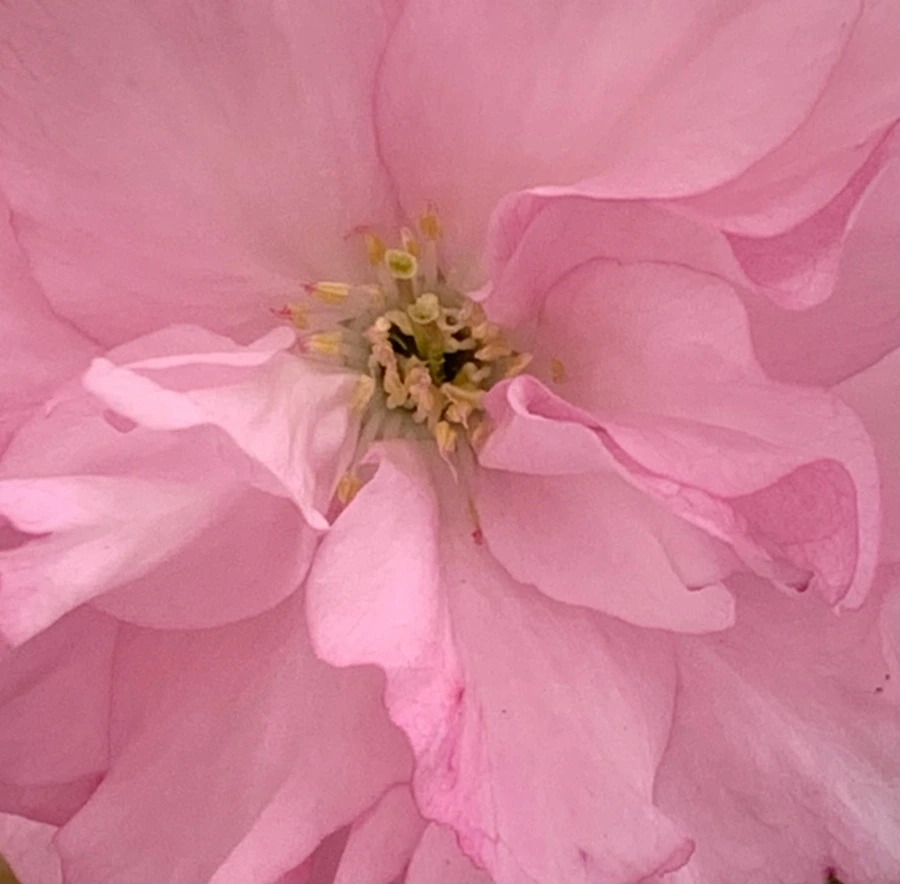 IMG_5496.jpg?type=w966