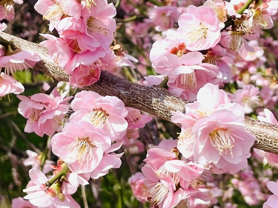 G9HDqJOlMlSZ_bOxHMQPtFfdm68