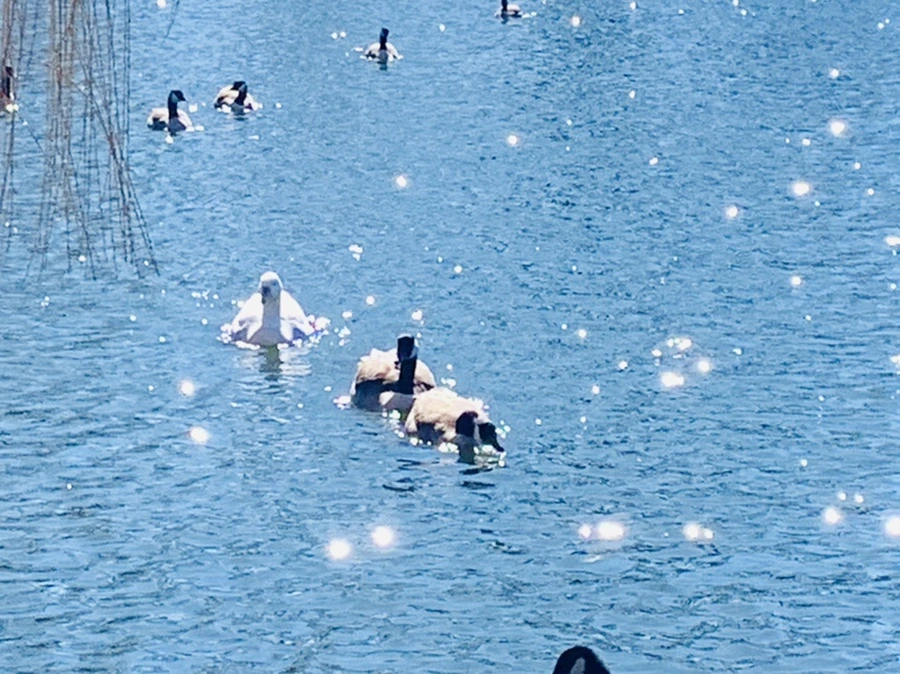 IMG_7599.jpg?type=w966