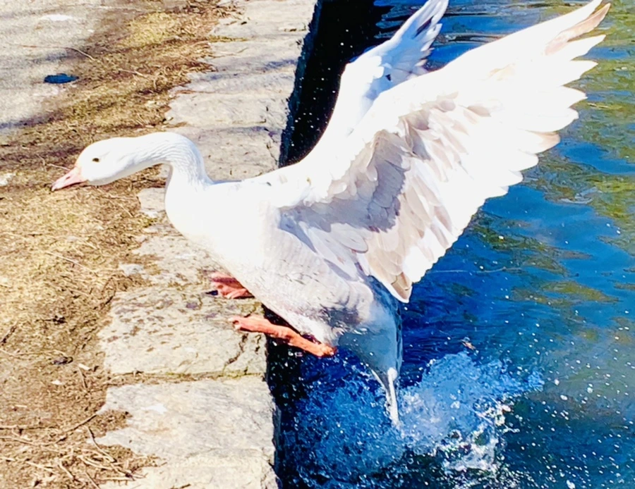 IMG_8261.jpg?type=w966