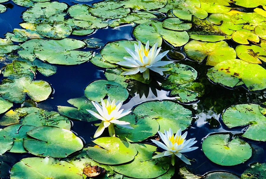 IMG_9881.jpg?type=w966