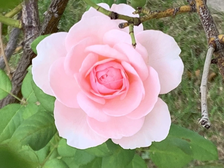 IMG_5992.jpg?type=w966