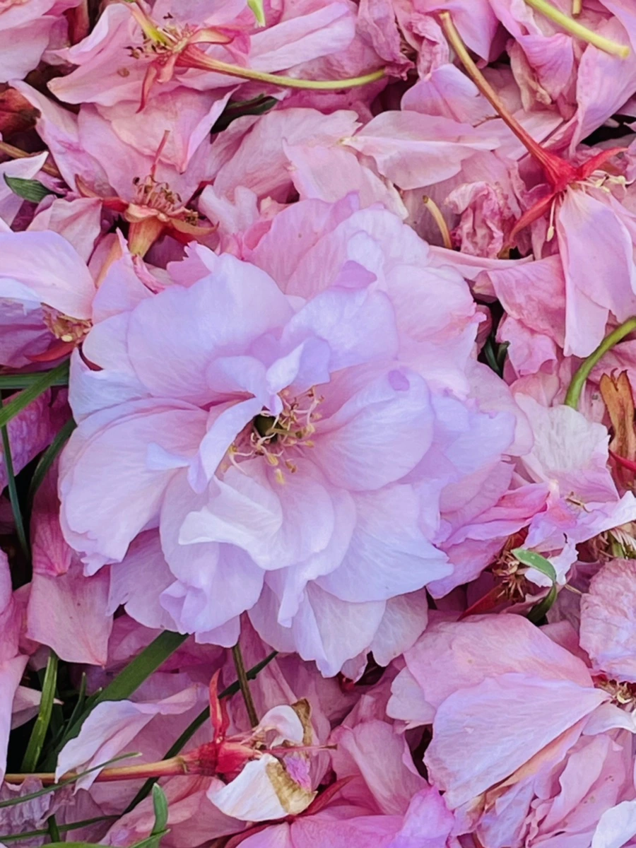 IMG_5941.jpg?type=w966