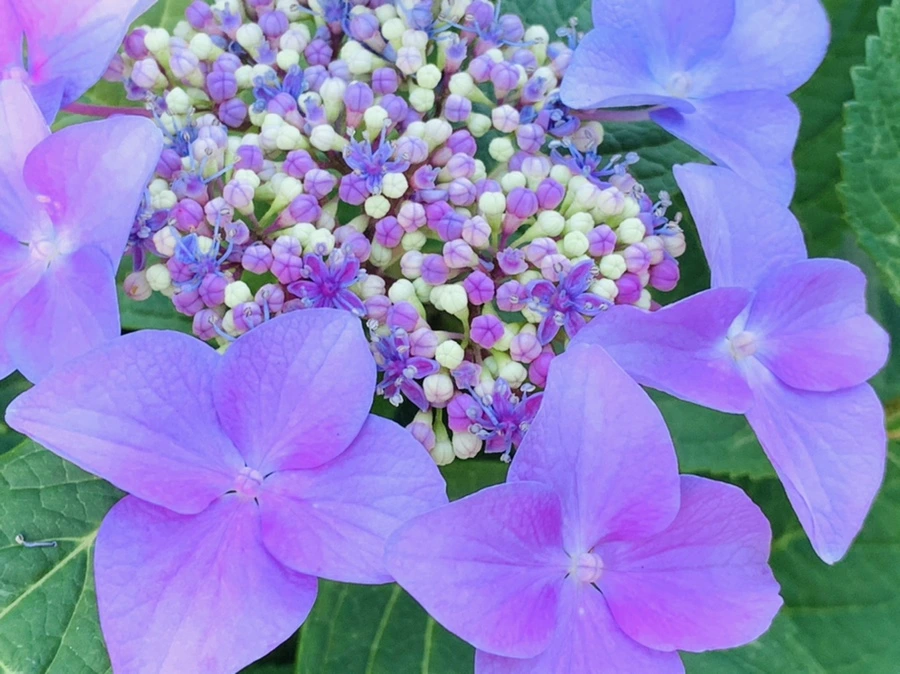 IMG_6296.jpg?type=w966