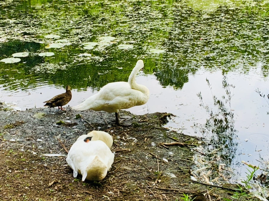 IMG_1256.jpg?type=w966