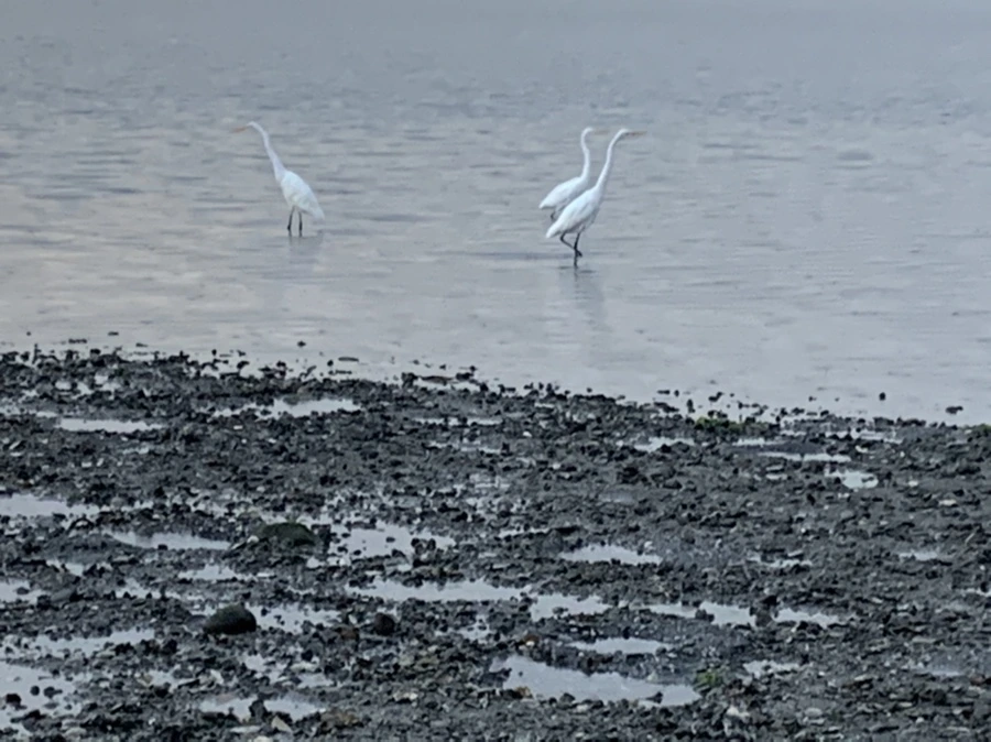 IMG_8151.jpg?type=w966