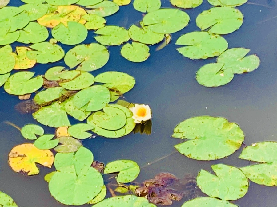 IMG_7883.jpg?type=w966