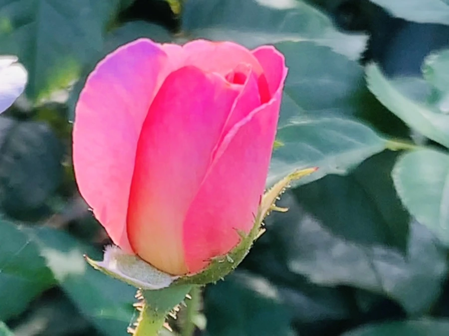 IMG_1228.jpg?type=w966