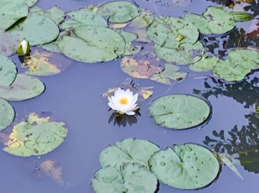 IMG_6914.jpg?type=w966