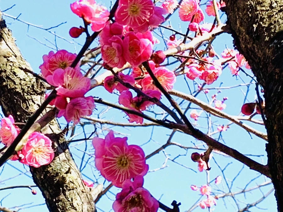 IMG_3047.jpg?type=w966