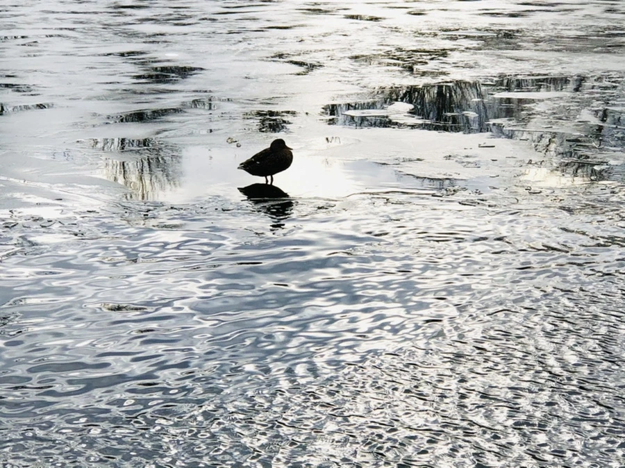 IMG_5020.jpg?type=w966