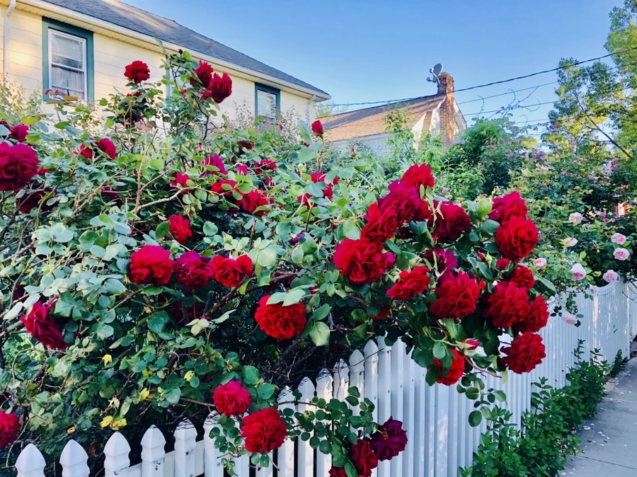 IMG_7704.jpg?type=w966