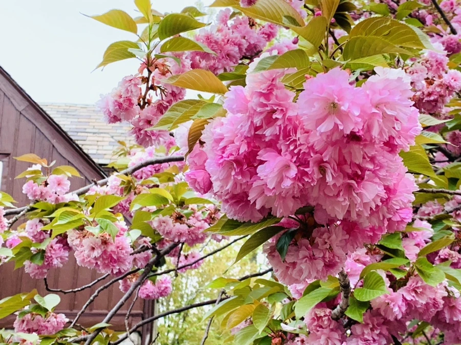 IMG_7161.jpg?type=w966