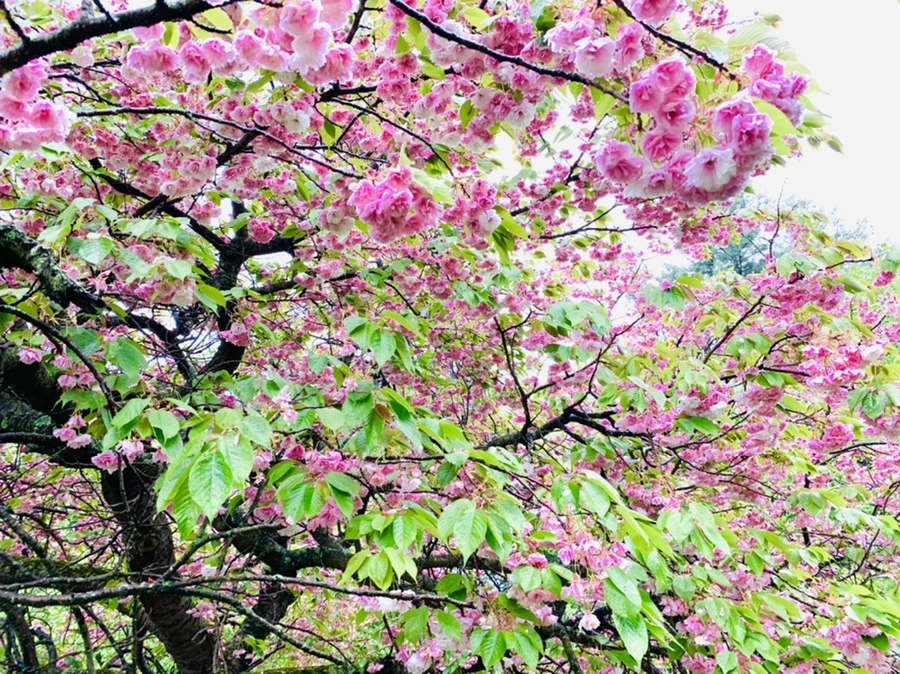 IMG_0250.jpg?type=w966