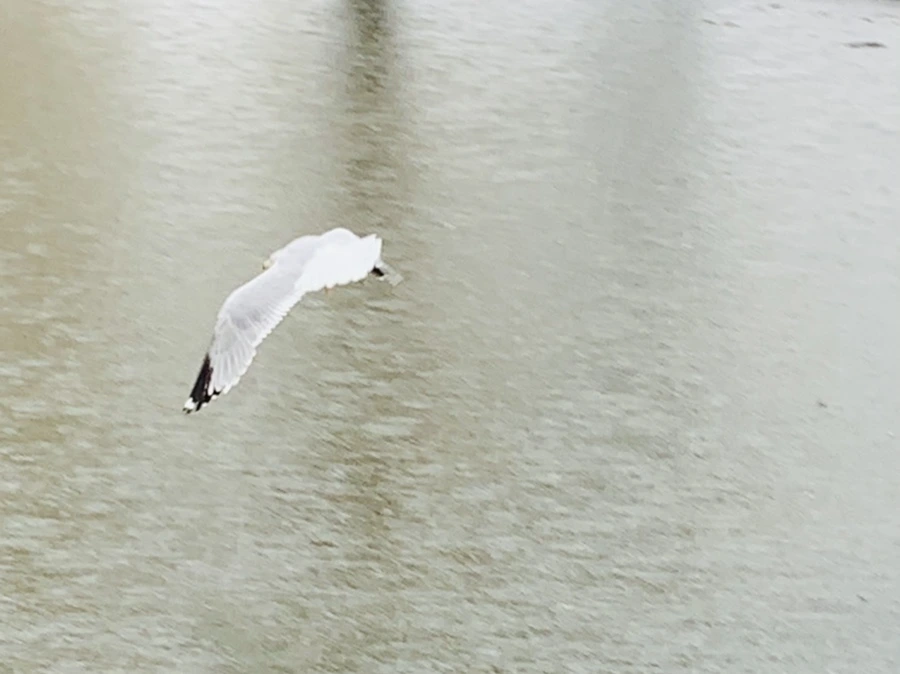 IMG_2065.jpg?type=w966