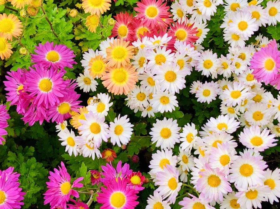 IMG_2757.jpg?type=w966