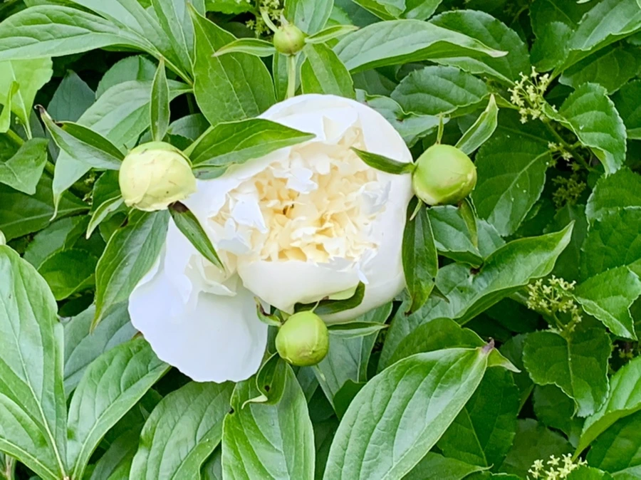 IMG_3285.jpg?type=w966