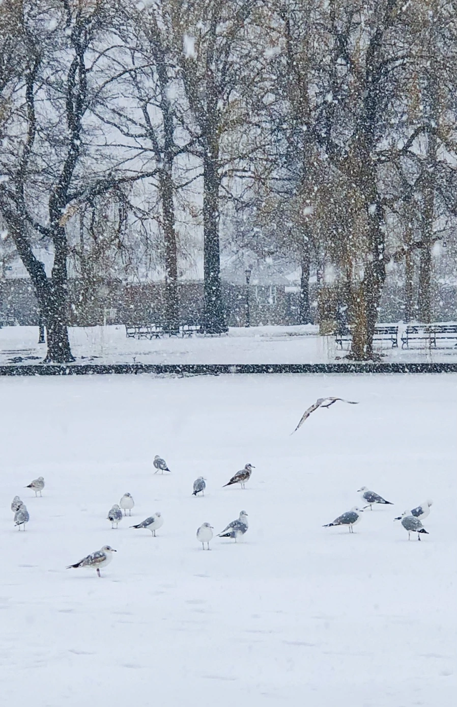 IMG_4062.jpg?type=w966