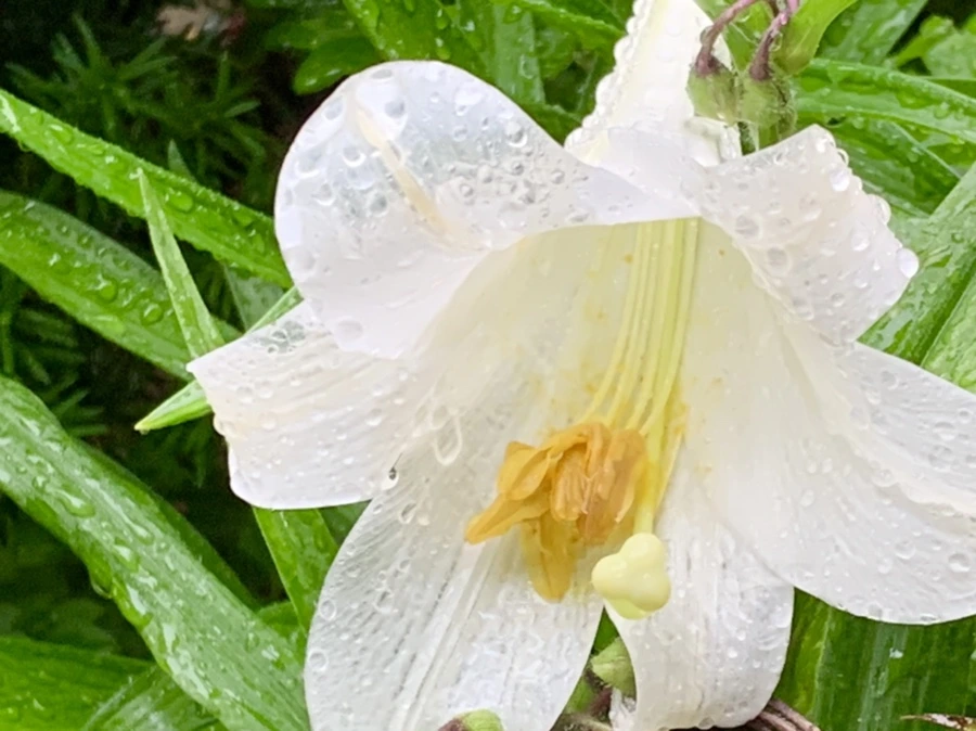 IMG_0134.jpg?type=w966