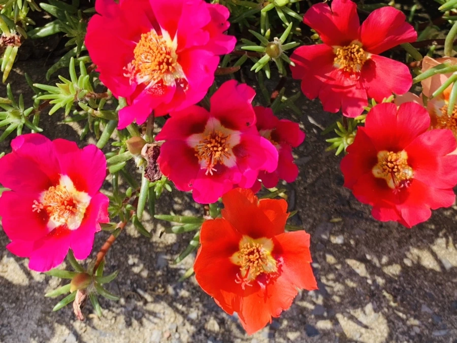 IMG_6710.jpg?type=w966