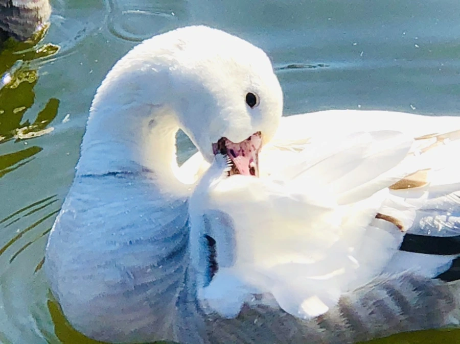 IMG_5229.jpg?type=w966