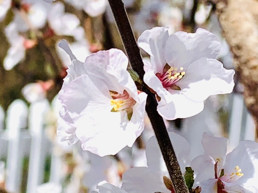 IMG_8047.jpg?type=w966