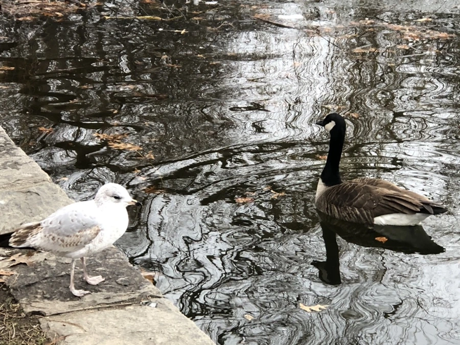 IMG_6454.jpg?type=w966