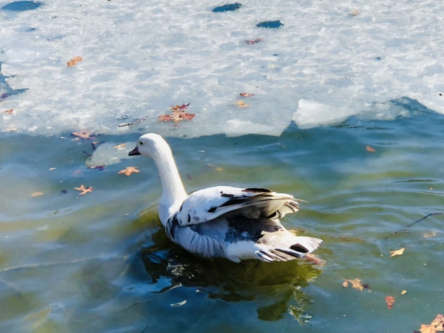 IMG_5193.jpg?type=w966