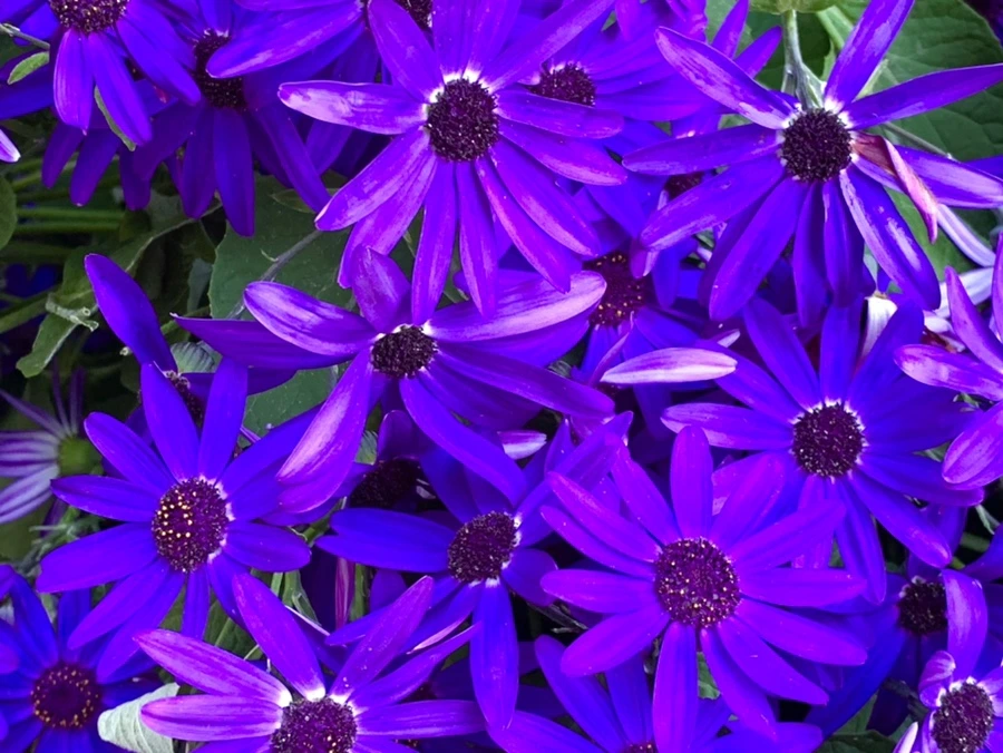 IMG_1911.jpg?type=w966