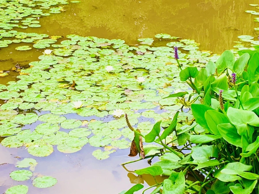 IMG_7829.jpg?type=w966