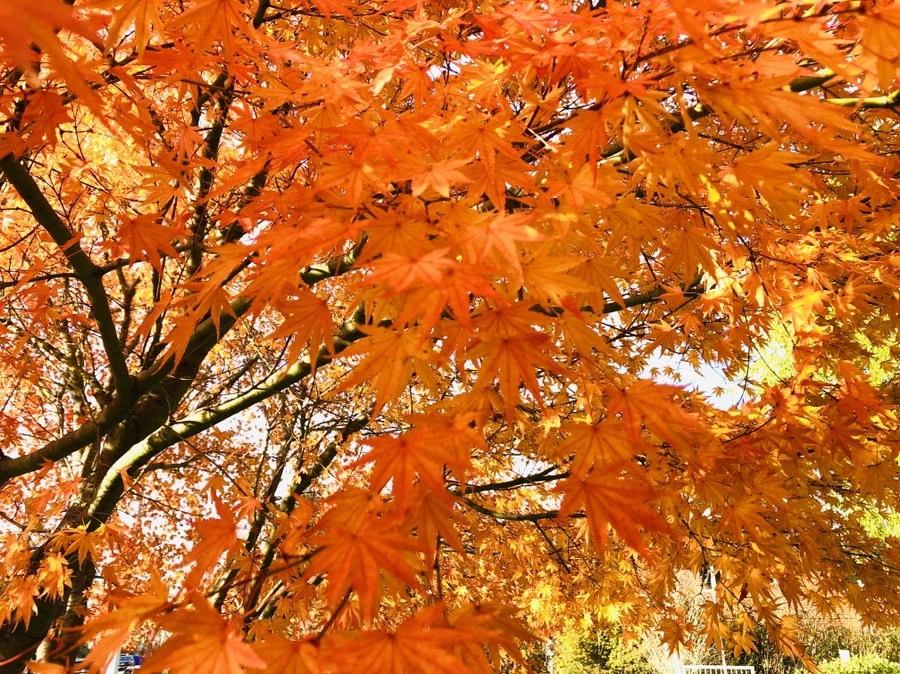 IMG_5358.jpg?type=w966